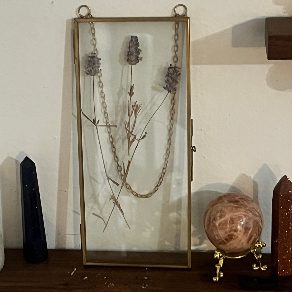 Pressed flowers for frames